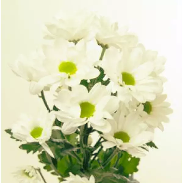 Хризантема Чик Линфловерс